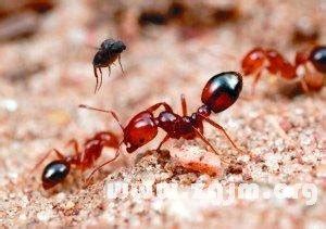 夢見紅螞蟻 生外 意思